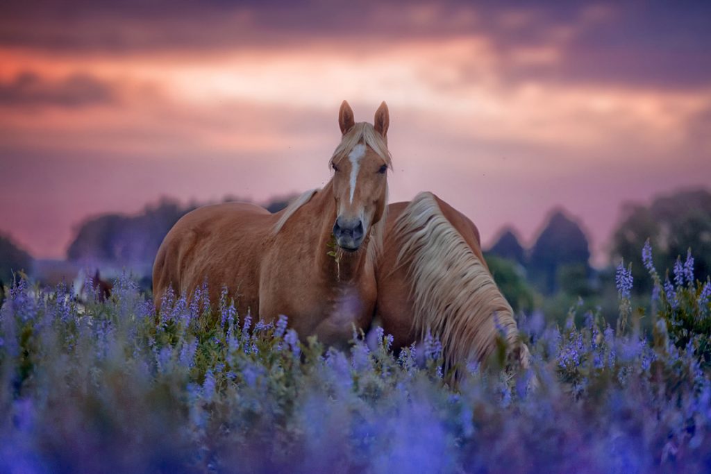 horses in field