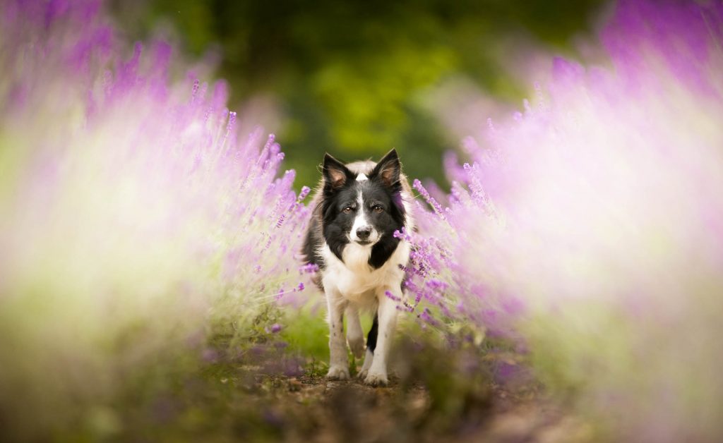 dog in flower field