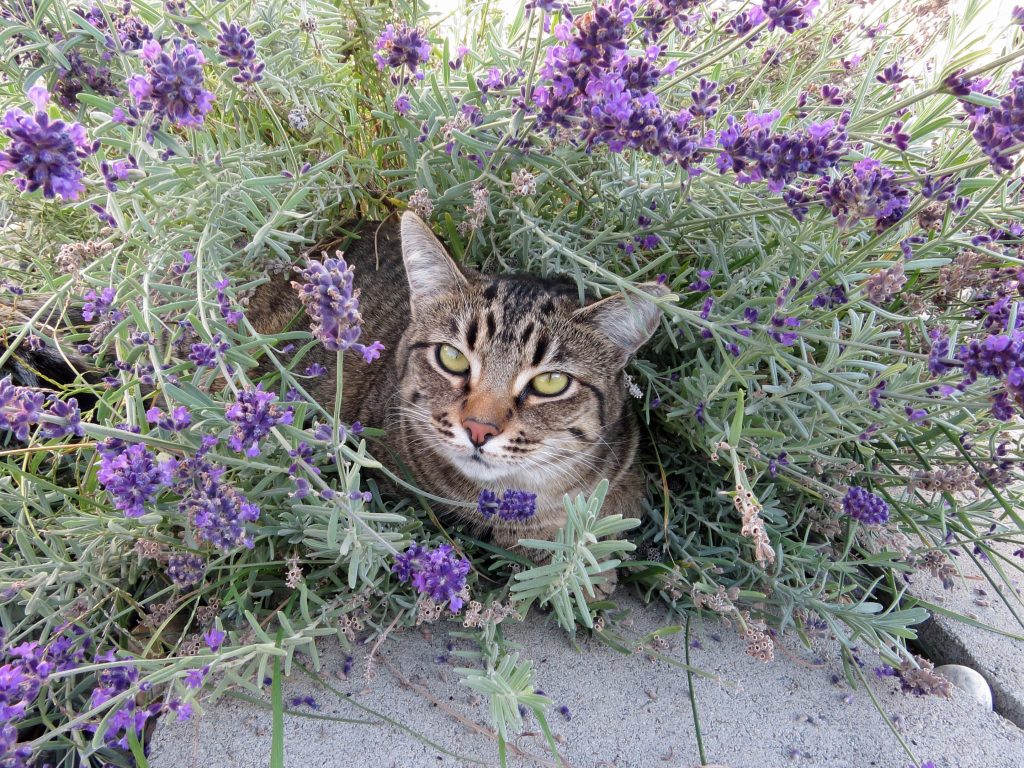 lavender tabby