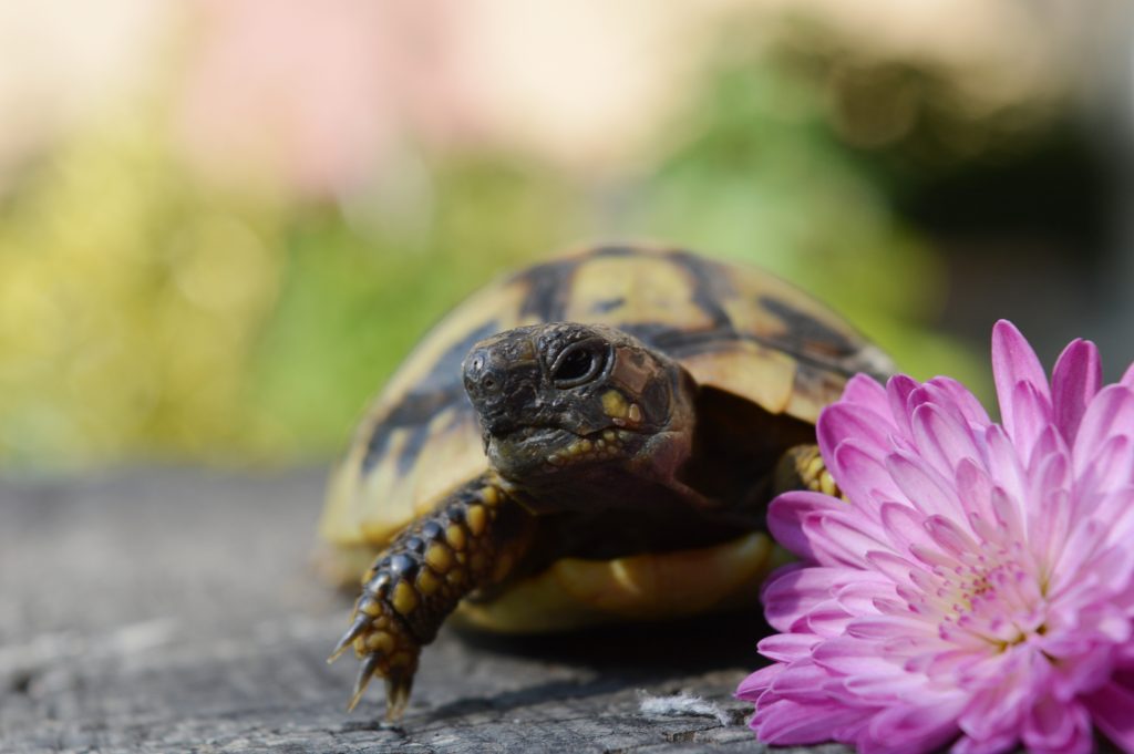 baby turtle eating flower